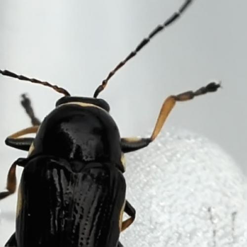 Réf. 86 955 : Cryptocephalus moraei