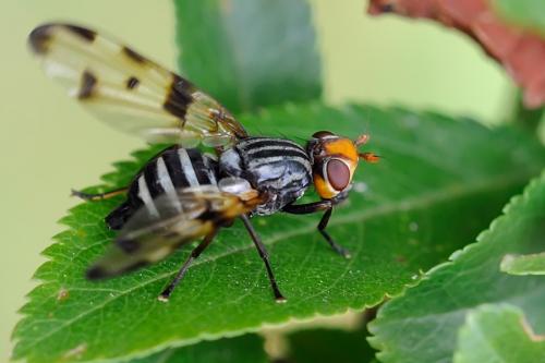 Otites ruficeps