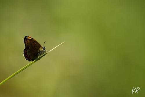 Lycaena helle