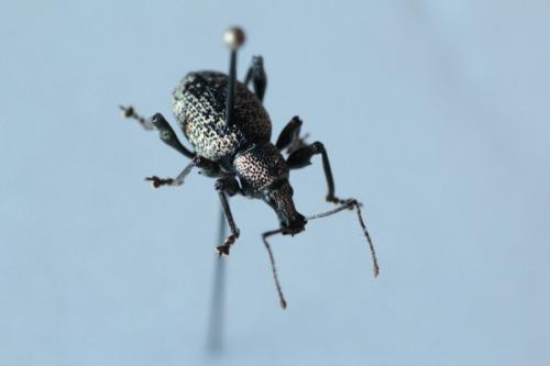 Otiorhynchus sp.