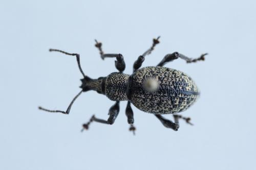 Otiorhynchus sp.