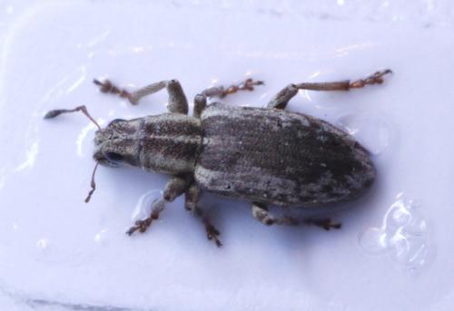 Sitona humeralis