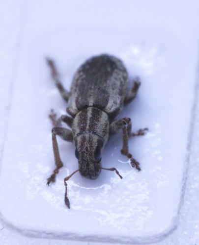 Sitona humeralis