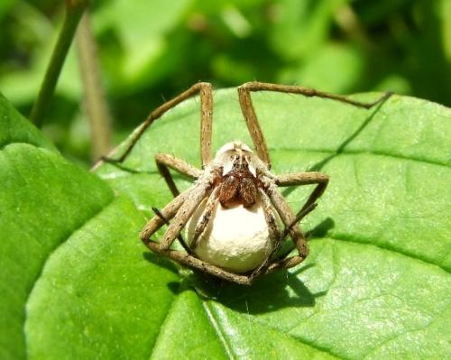 Pisaura mirabilis