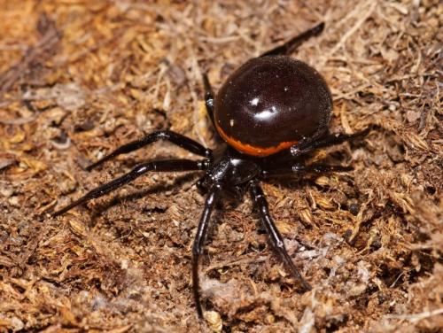 Steatoda paykulliana