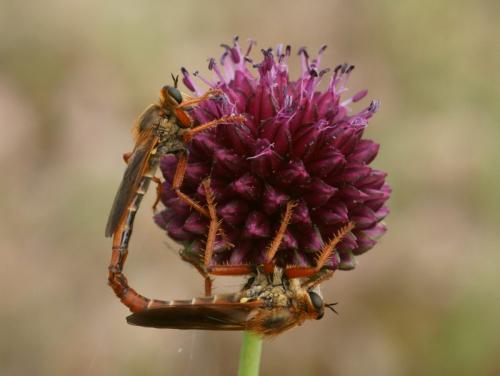 Stenopogon sabaudus
