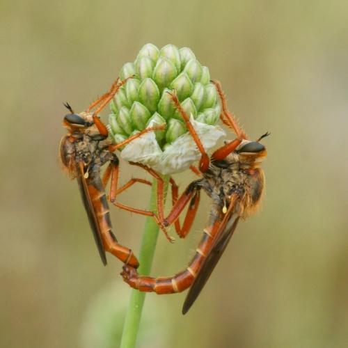 Stenopogon sabaudus