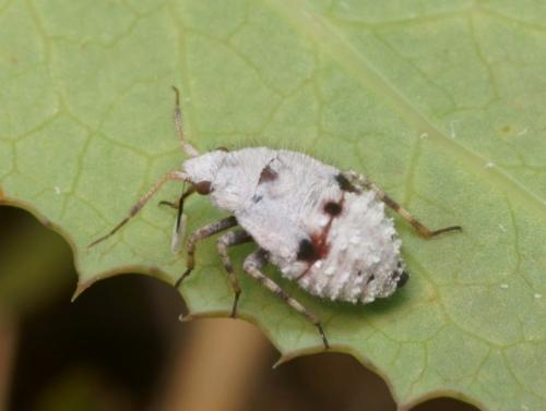 Deraeocoris schach