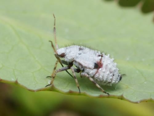 Deraeocoris schach