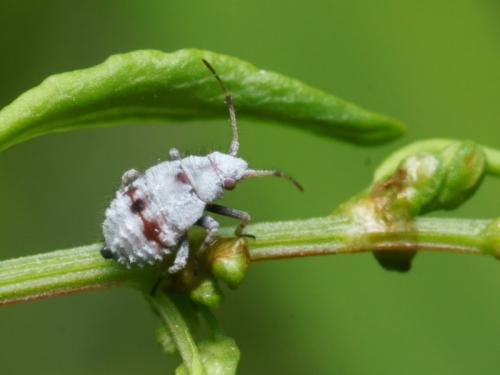 Deraeocoris schach