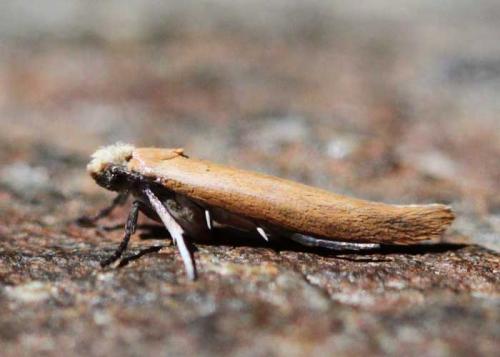 Réf. 86 396 : Zelleria hepariella