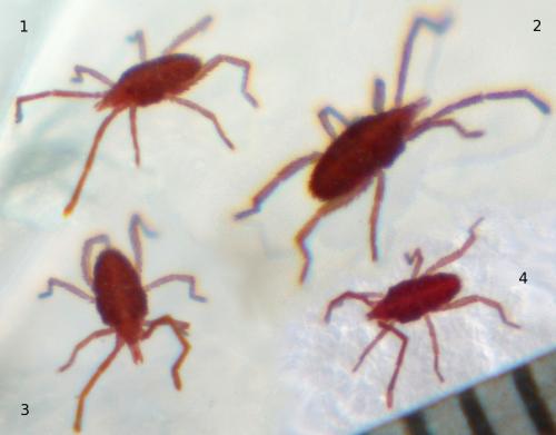 Hirstiosoma latreillei