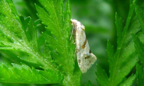 Aethes smeathmanniana
