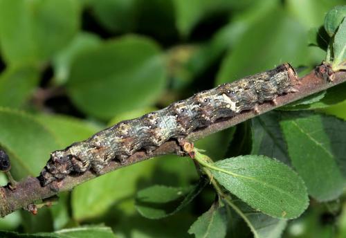 Allophyes oxyacanthae