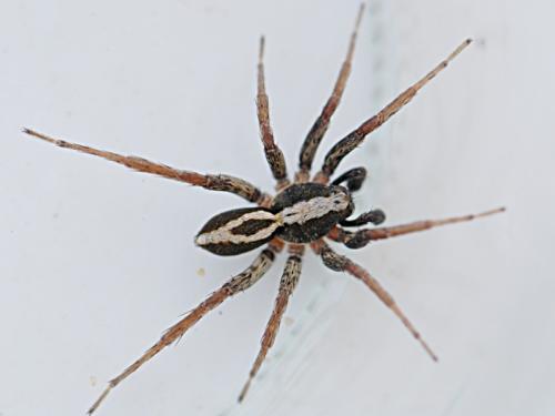 Réf. 86 128 : Alopecosa albofasciata