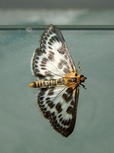 Réf. 86 827 : Anania hortulata