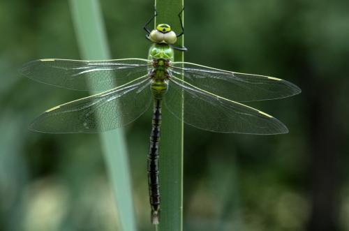 Anax imperator