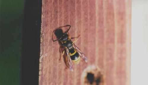 Ancistrocerus sp.