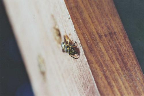 Ancistrocerus sp.