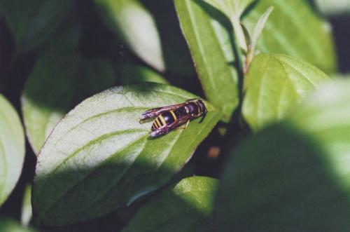 Ancistrocerus sp.