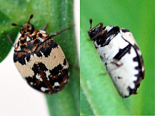 Anthrenus pimpinellae