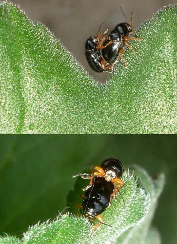 Réf. 86 922 : Cryptocephalus ocellatus