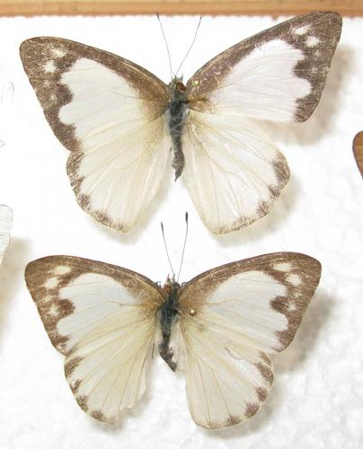 Réf. 86 644 : Appias albina