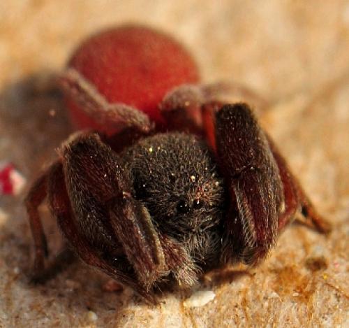 Réf. 86 890 : Palpimanus sp.