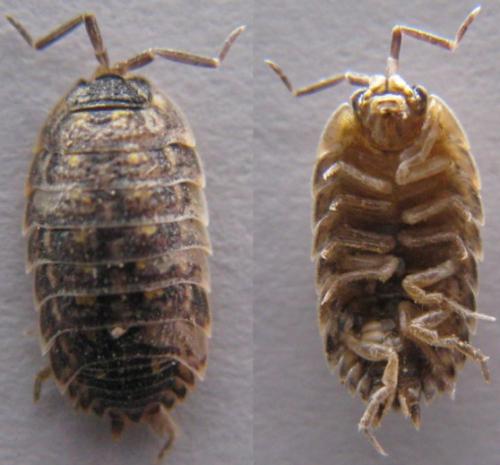 Réf. 86 963 : Porcellio spinicornis