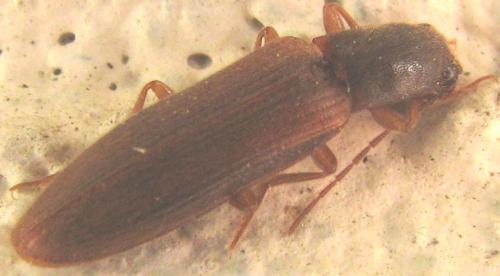 Réf. 86 451 : Athous campyloides