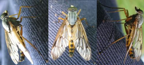 Réf. 86 040 : Rhagio scolopaceus
