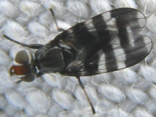 Herina frondescentiae