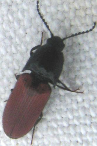 Ampedus sp.