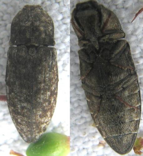 Agrypnus murinus