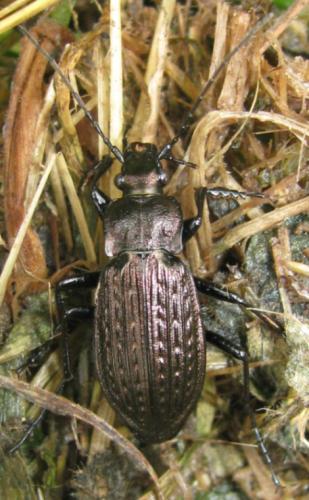 Carabus granulatus