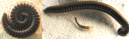 Réf. 86 232 : Ommatoiulus sabulosus