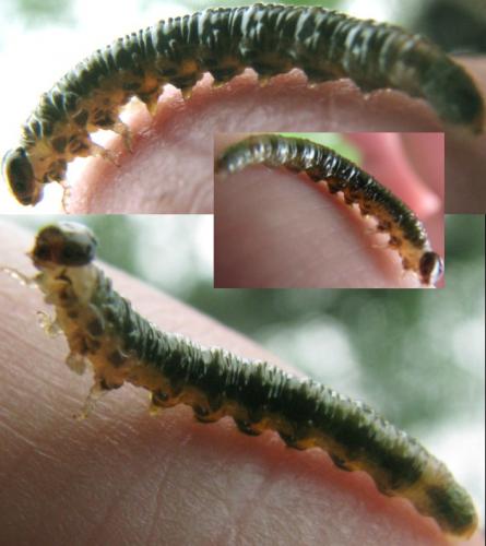 Réf. 86 454 : Nematinae inconnu