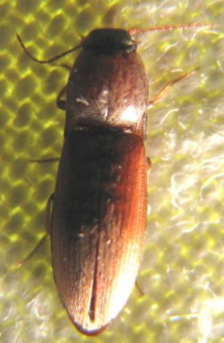 Agriotes sp.