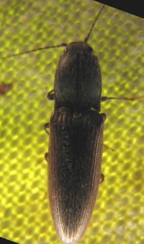 Réf. 86 662 : Athous haemorrhoidalis