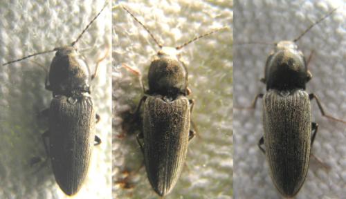 Réf. 86 665 : Cardiophorinae inconnu