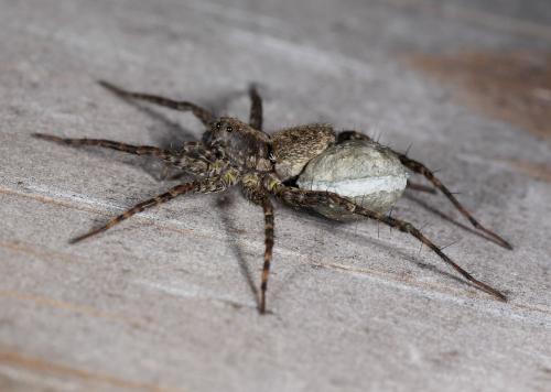 Pardosa sp.