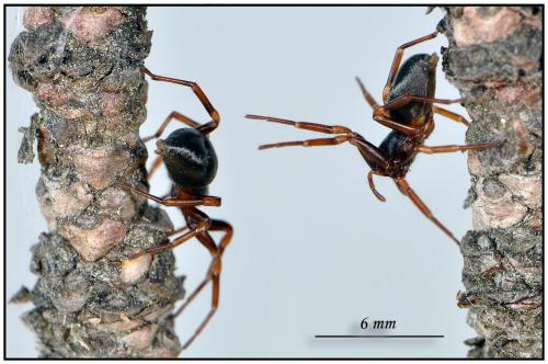 Cetonana laticeps