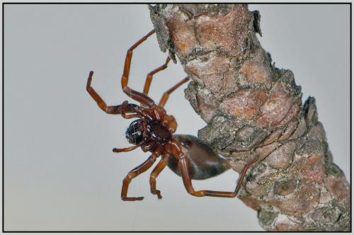 Cetonana laticeps