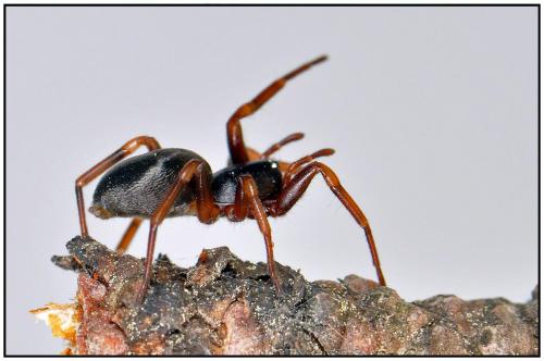 Cetonana laticeps