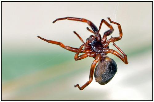 Cetonana laticeps