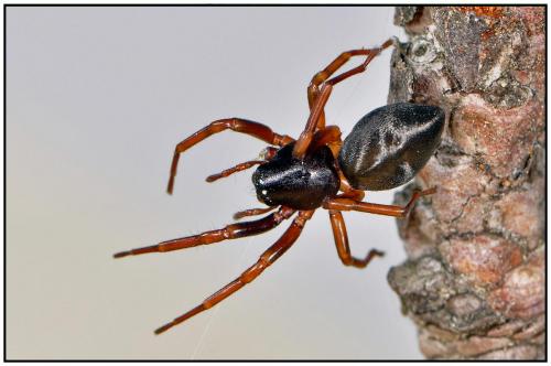 Réf. 86 998 : Cetonana laticeps