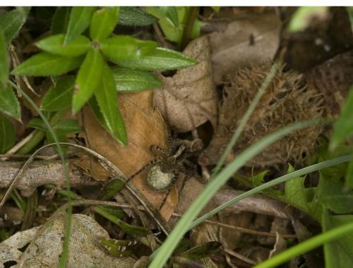 Pardosa sp.