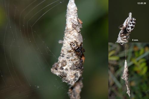Nemoscolus laurae