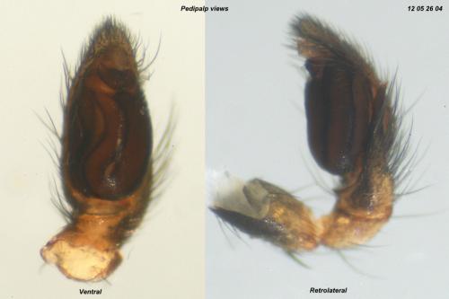 Poecilochroa albomaculata