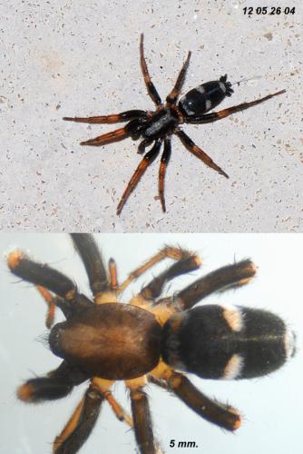 Poecilochroa albomaculata